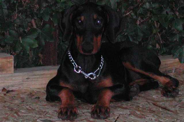 Tina à 6 mois - Dobermann (6 mois)