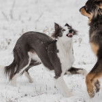 Photo Lévrier de Soie