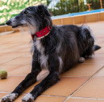 Photo Lévrier de Soie