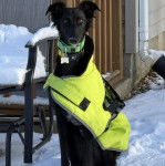Un Lévrier de Soie assis sur une surface enneigée et portant un collier autour du cou