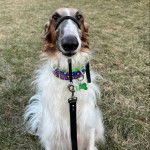 Un Lévrier de Soie assis sur un terrain herbeux et qui est tenu en laisse