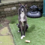 Un Lévrier de Soie assis sur une surface gazonnée et regardant vers la caméra