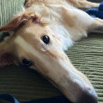 Un Lévrier de Soie allongé sur un canapé et regardant vers la caméra 