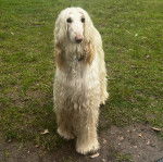 Un Lévrier de Soie sur une surface gazonnée 