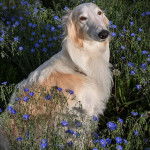 Un Lévrier de Soie sur une surface herbeuse et regardant vers la caméra 