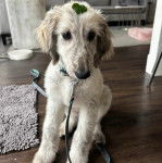Un Lévrier de Soie assis sur un plancher et qui est tenu en laisse 