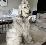 Un Lévrier de Soie assis sur un tapis et regardant vers la caméra 