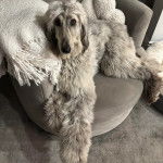 Un Lévrier de Soie allongé sur un canapé 