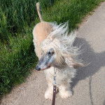 Un Lévrier de Soie sur une surface bétonnée et qui est tenu en laisse 