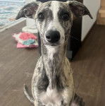 Un Lévrier de Soie sur un plancher 