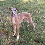 Un Lévrier de Soie sur un terrain herbeux et ayant la langue pendante 