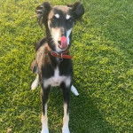 Un Lévrier de Soie assis sur un terrain herbeux et portant un collier autour du cou