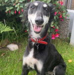 Un Lévrier de Soie assis sur une surface herbacée et portant un collier autour du cou