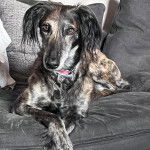 Un Lévrier de Soie allongé sur un canapé et portant un collier autour du cou 