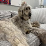 Un Lévrier de Soie allongé sur un canapé et semblant détendu 