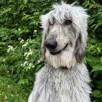 Un Lévrier de Soie sur un terrain herbeux et portant un collier autour du cou 