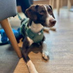 Un Lévrier de Soie allongé sur un plancher et portant un harnais 