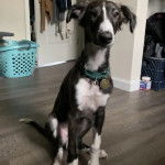 Un Lévrier de Soie assis sur un plancher et portant un collier autour du cou