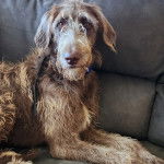 Un Lévrier de Soie allongé sur un canapé et qui est tenuen laisse 