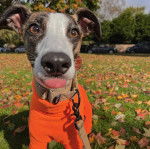 Un Lévrier de Soie portant un habit pour chien et qui est tenu en laisse 