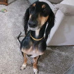 Un Lévrier de Soie assis sur une moquette et portant un collier autour du cou