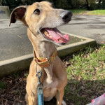 Un Lévrier de Soie assis sur un terrain herbeux et qui est tenu en laisse