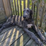 Un Lévrier de Soie allongé et portant un collier autour du cou 
