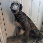 Un Lévrier de Soie assis devant une porte et portant un collier autour du cou