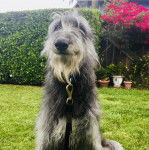 Un Lévrier de Soie assis sur une surface herbacée et qui est tenu en laisse 