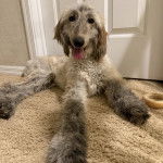 Un Lévrier de Soie allongé sur une moquette et tirant la langue 