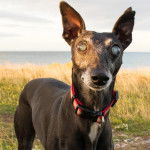 Un Lévrier de Soie sur un terrain herbeux et portant un harnais 
