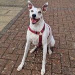 Un Lévrier de Soie assis sur un sol pavé et portant un harnais 