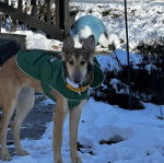 Un Lévrier de Soie sur une surface enneigée et portant un habit pour chien