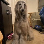 Un Lévrier de Soie assis sur une moquette 