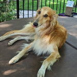 Un Lévrier de Soie allongé sur une surface bétonnée et semblant détendu