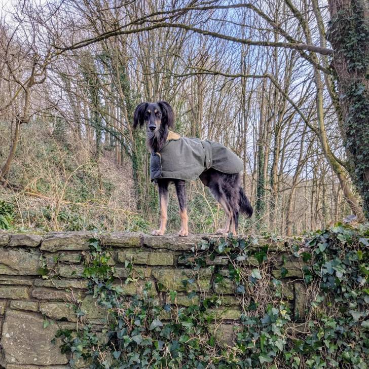 Un Lévrier de Soie sur un mur en brique et portant un habit pour chien 