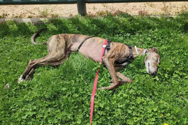 Un Lévrier de Soie allongé sur un terrain herbeux et qui est tenu en laisse 