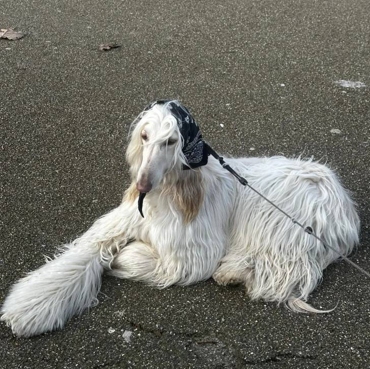 Un Lévrier de Soie allongé sur une surface bitumée et qui est tenu en laisse 