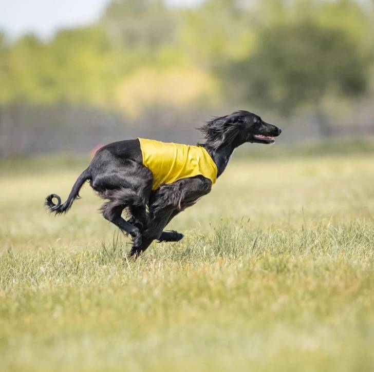 Un Lévrier de Soie courant sur un terrain herbeux et portant un habit pour chien 
