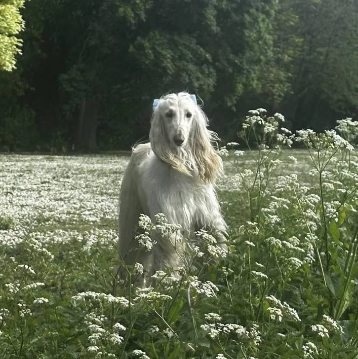 Un Lévrier de Soie sur une surface herbacée et regardant vers la caméra 