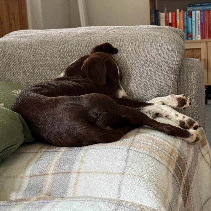 Un Lévrier de Soie allongé sur un canapé et semlant dormir 