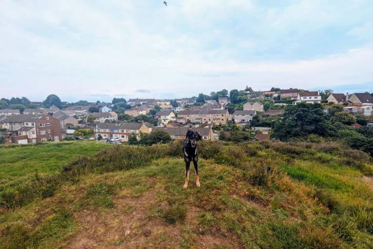 Un Lévrier de Soie sur un terrain herbeux et portant un harnais 