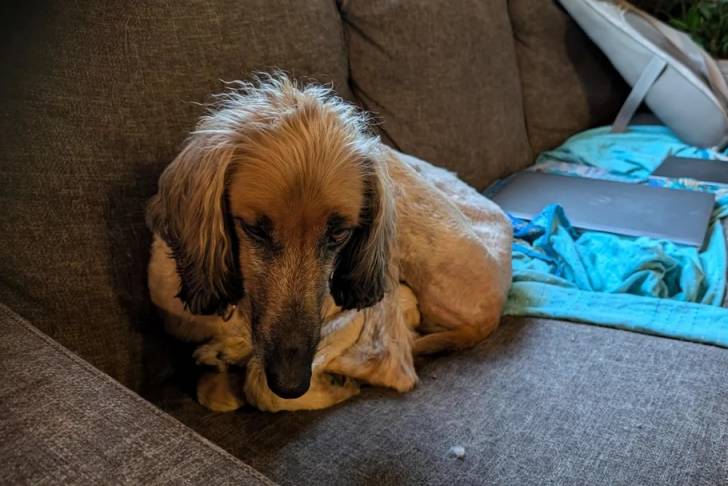 Un Lévrier de Soie allongé sur un canapé et regardant vers la caméra 