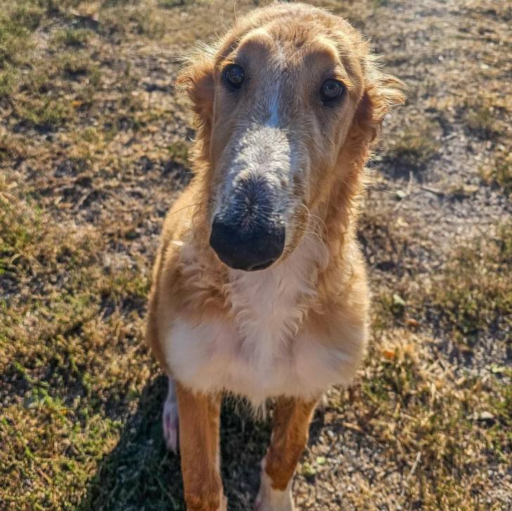 Un Lévrier de Soie assis sur un terrain herbeux 