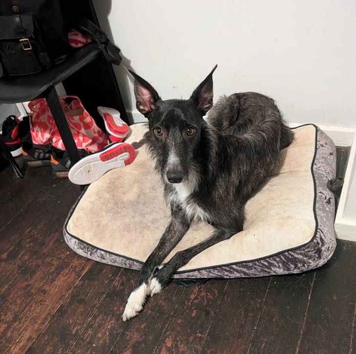 Un Lévrier de Soie allongé sur un lit pour chien et semblant détendu