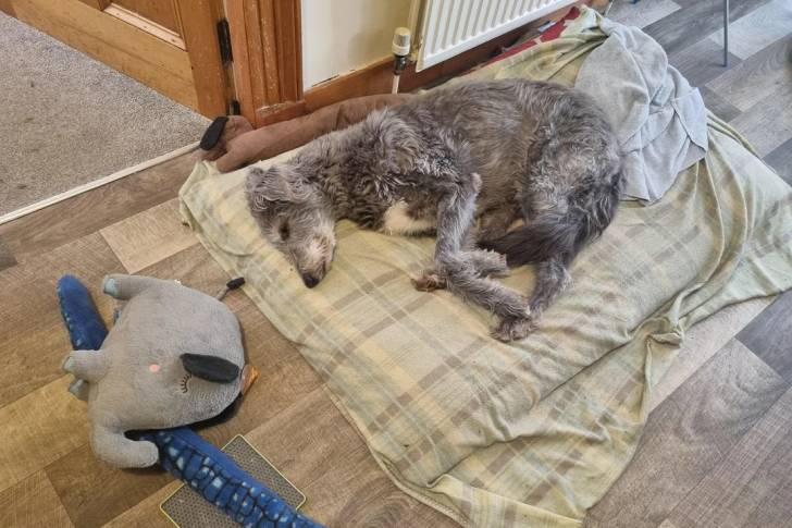 Un Lévrier de Soie allongé sur un lit pour chien 