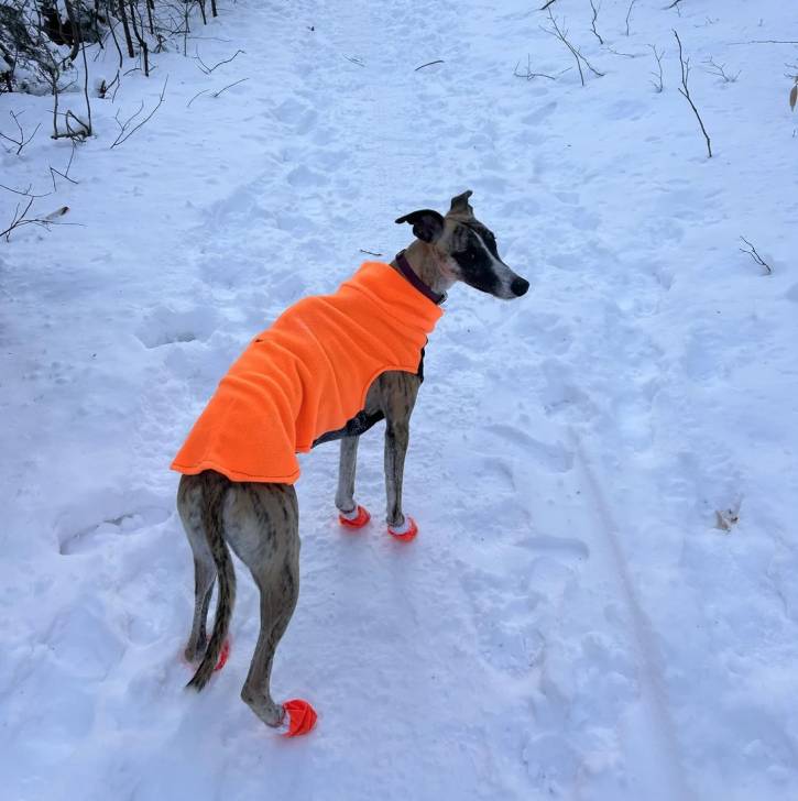 Un Lévrier de Soie sur une surface enneigée et portant un habit pour chien 