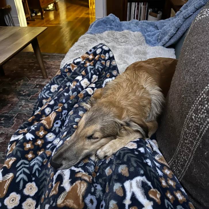 Un Lévrier de Soie allongé sur un canapé et semblant dormir 