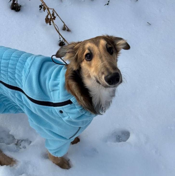 Un Lévrier de Soie sur une surface enneigée et portant un habit pour chien