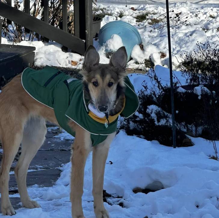Un Lévrier de Soie sur une surface enneigée et portant un habit pour chien